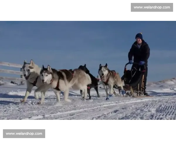 哈士奇雪地极速竞速赛激情开跑，展现超强耐力与速度之巅峰对决
