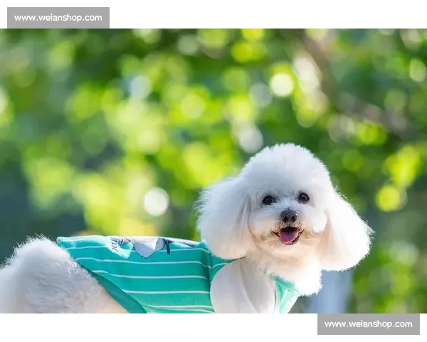 比熊犬赛场争锋精彩纷呈 各路选手展现萌态与风采